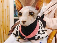 -猫色咖啡·猫咖
