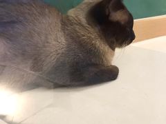 -飞行喵MR PILOT|猫舍·猫咖(静安大融城店)