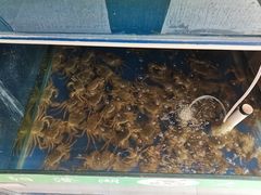 -阳澄湖大闸蟹·琼灵阁牌品牌连锁(吴中总店)