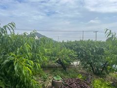 -老袁家蜜桃农场·阳山水蜜桃