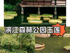 -上海滨江森林公园
