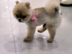 -佳雯宠物医院(金华南路分院)