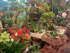 -双季花艺园艺市场(浦东店)