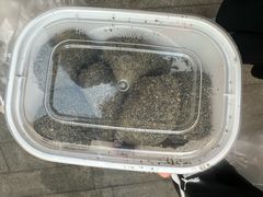 -叶氏麻糍(鼓浪屿店)