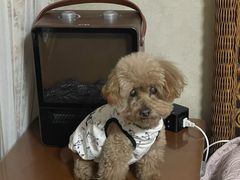 -美联众合动物医院·24h转诊中心