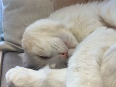 -猫和宫(六道口店)