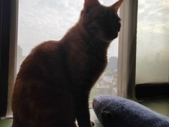 -猫猫幼稚园·撸猫·桌游·电玩