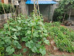 -柞水乾佑红门家菜