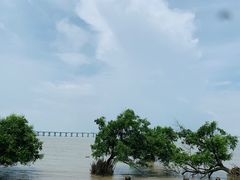 -宝安西湾红树林湿地公园