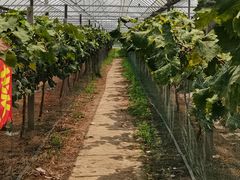 -马陆小张葡萄园农家乐