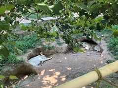 -西霞口神雕山野生动物世界