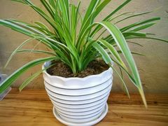 -武夷山旧街壹号溪岸旅馆(三姑度假区店)