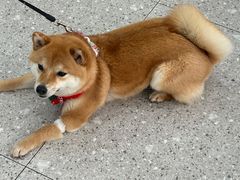 -四月宠物医院·猫专科·心脏专科·内科(转塘店)