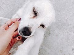 -乌托邦轰趴日租聚会别墅(先生的院子店)