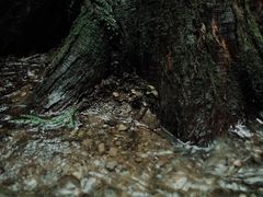-山王坪喀斯特国家生态公园