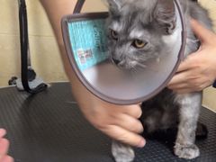 -佳雯宠物医院·皮肤科·内外科(春晓路分院)