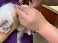 -艾贝尔宠物医院·狂犬免疫点(江山金象城店)
