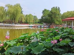 -丰台花园
