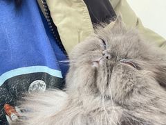 -艾贝尔宠物医院·24H转诊中心·肿瘤猫专科(江宁双龙店)