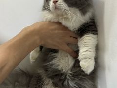 -瑞鹏宠物医院·骨科·猫科·内科(第一中心)