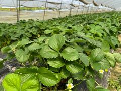 -小鱼草莓采摘园农家乐·小鱼餐厅