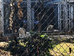 -合肥野生动物园