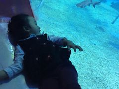 -烟台海昌鲸鲨海洋公园