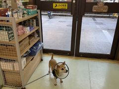 -瑞鹏宠物医院·宠保定点·心脏科·内科(御桥分院)