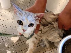 -PETKIT小佩宠物·低压洗护(国顺东路店)