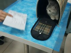 -纳吉亚猫专科动物诊疗中心(蒋宅口分院)