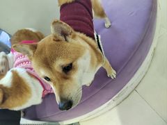 -怪兽屋·羊驼·猫咖·狗咖(俊华广场店)