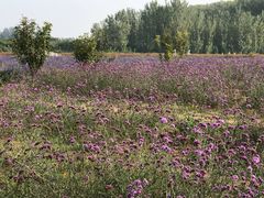 -北京东方普罗旺斯薰衣草庄园