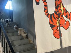 -豆逗聊愈猫阁Easy Life