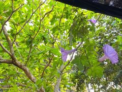 -侯臣咖啡文化村