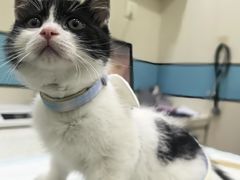 -御宝贝·A梦猫科宠物医院(国际猫友好医院)