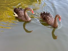 -石家庄市动物园