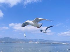-海埂大坝