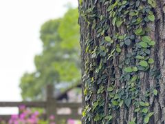 -苏州上方山国家森林公园
