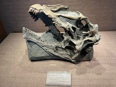 -自贡恐龙博物馆