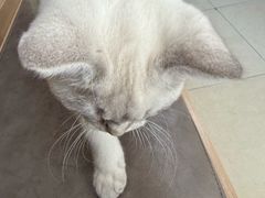 -宠福鑫康馨动物医院·骨科·眼科