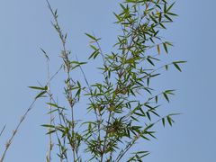 -文华公园(禅城区)