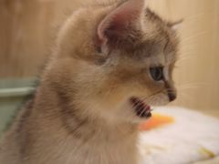 -屋虎猫馆(宝安大仟里店)