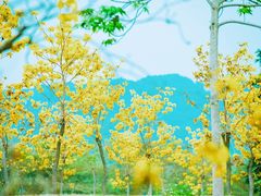 -天适樱花悠乐园