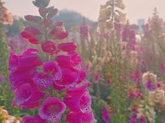 -顺峰山公园