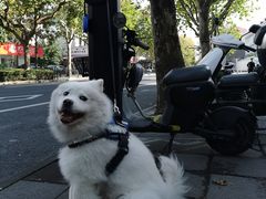 -珊珊小笼馆(仙霞路店)