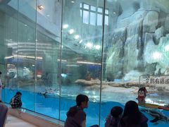 -帝企鹅自助餐厅•儿童岛•真企鹅(长隆企鹅酒店)