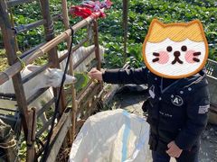 -青浦采草莓天天草莓园