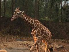 -清迈夜间动物园