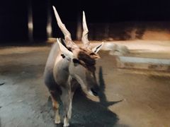 -清迈夜间动物园