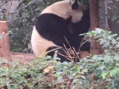 -成都大熊猫繁育研究基地